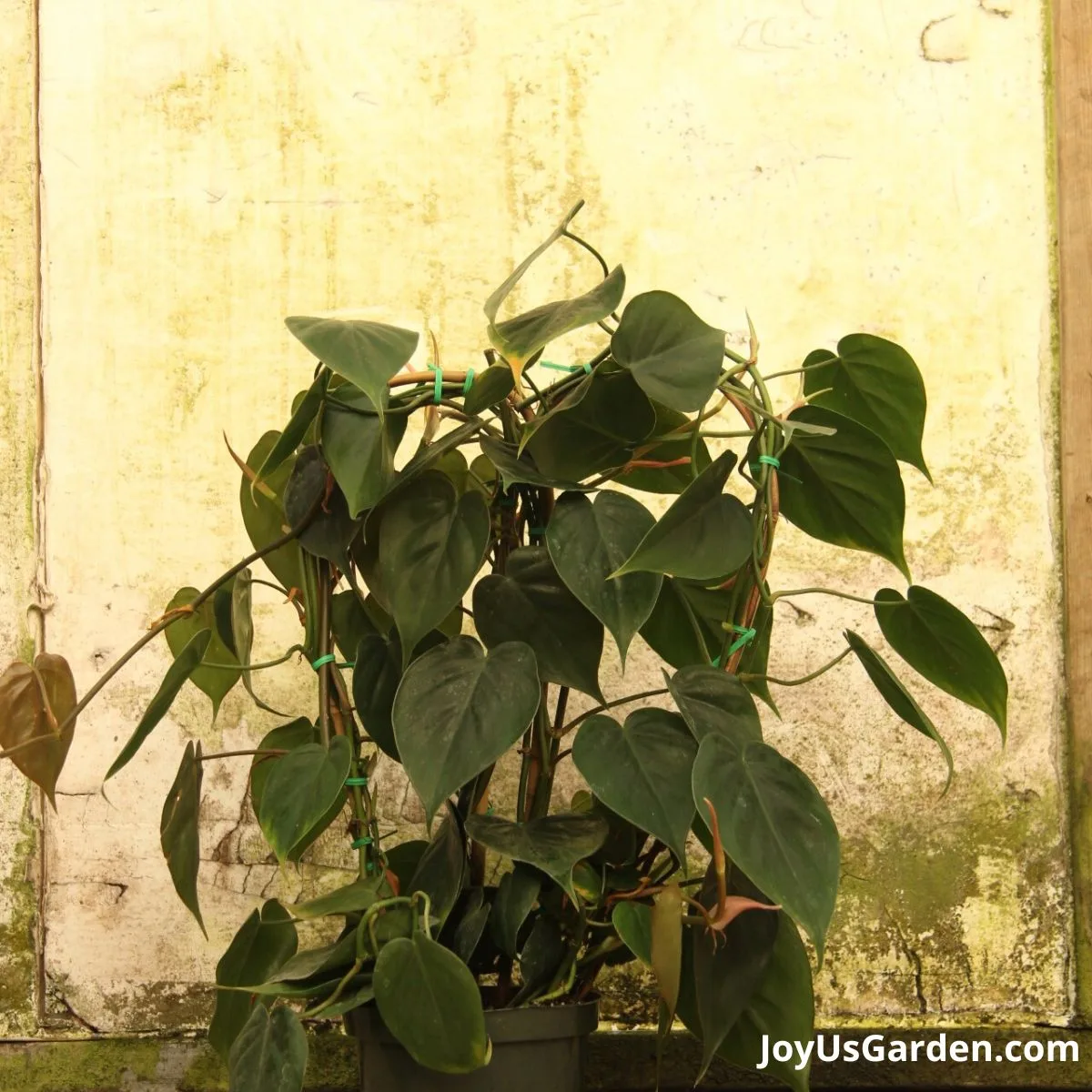 Heartleaf Philodendron growing in nursery