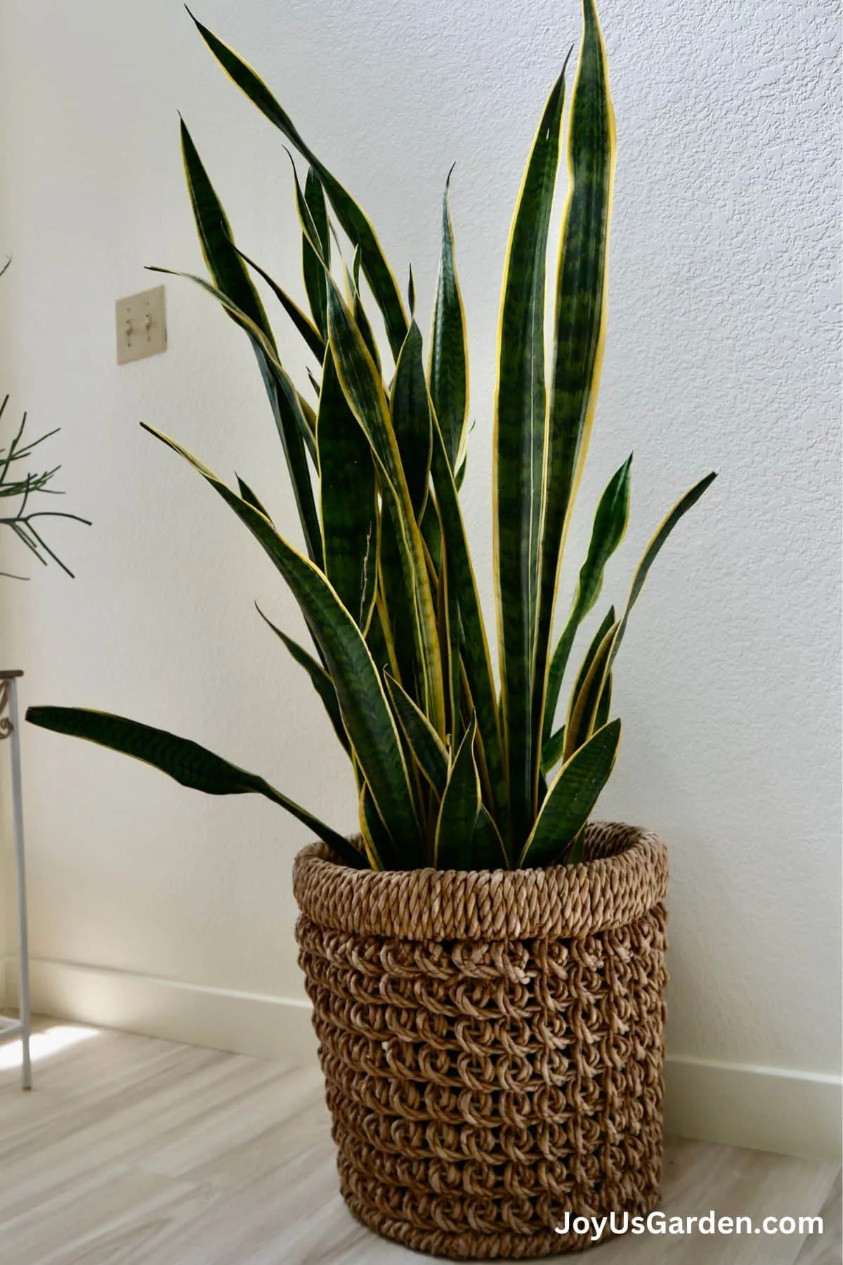 snake plant growing indoors in plant basket