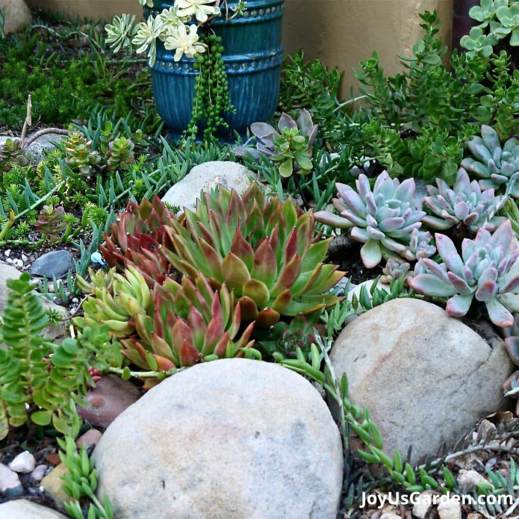 How Often To Water Succulents 2024 Guide