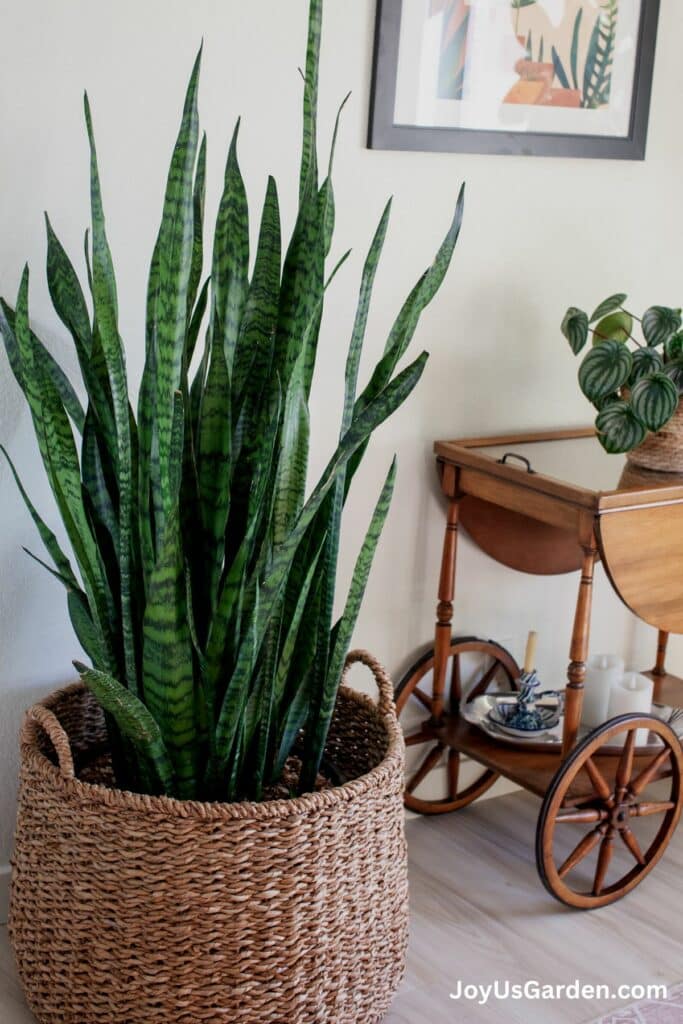 Types Of Snake Plants: 5 Awesome Sansevierias + Key Care Tips