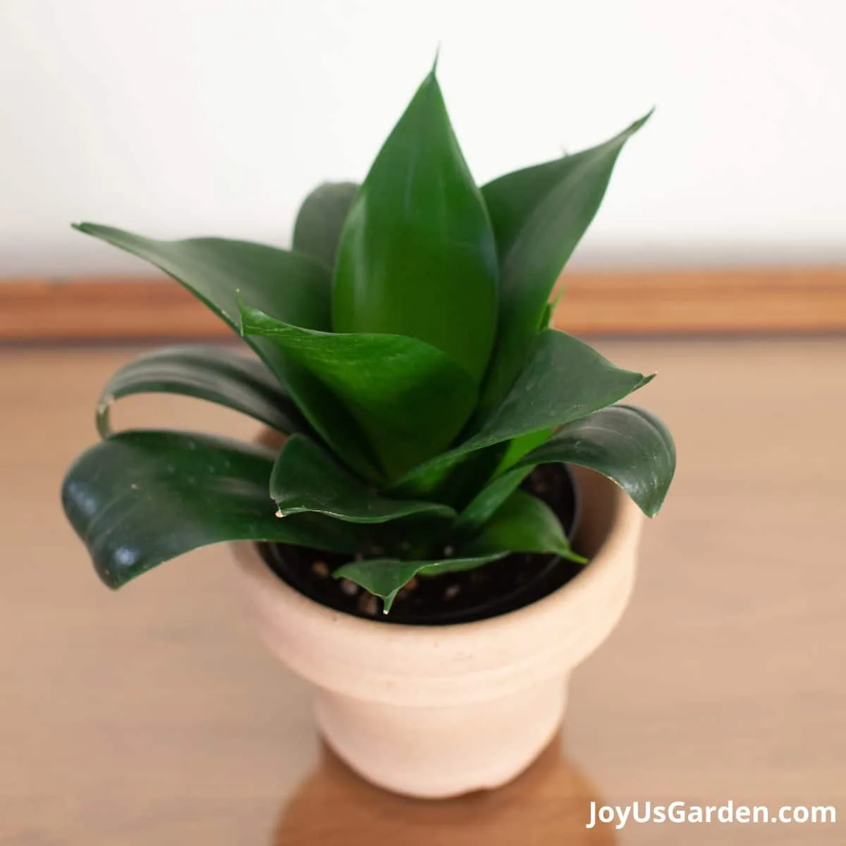 Sansevieria Hahnii Green Jade show indoors in a clay pot, foliage is a dark green.