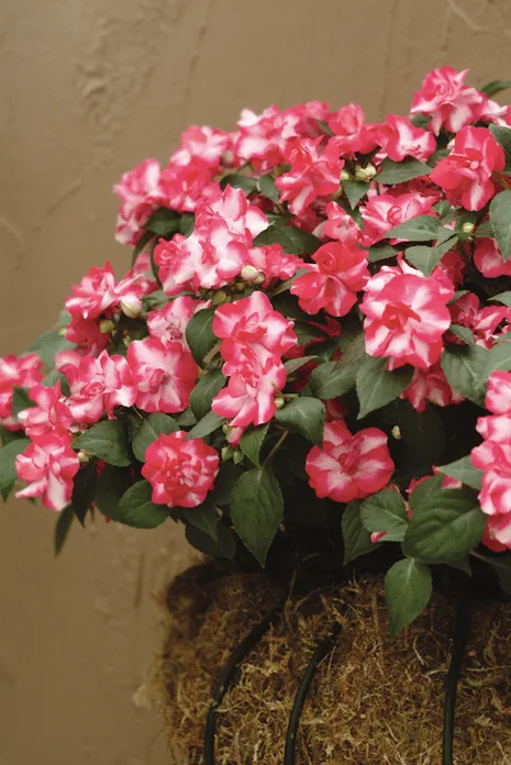 bi color pink and white impatiens in moss planter