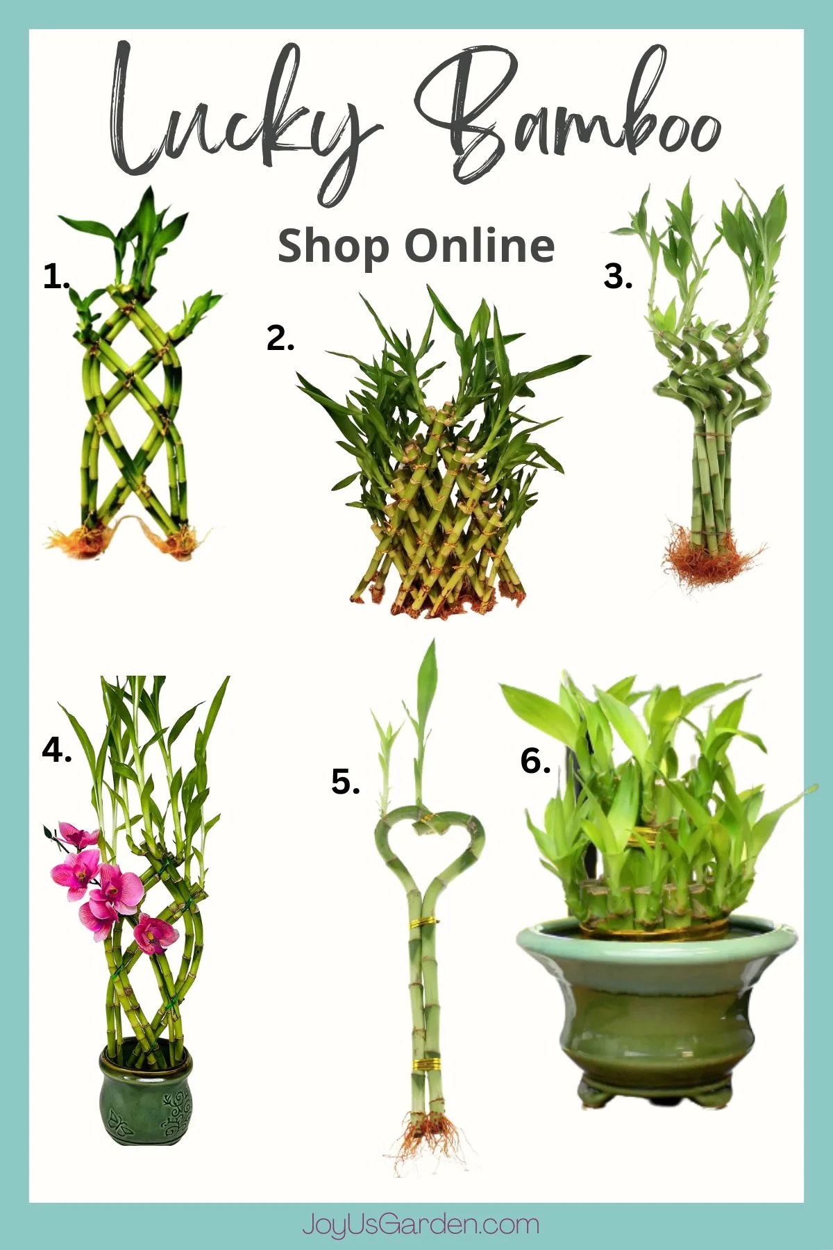 collage of 6 varieties of lucky bamboo that can be bought online from etsy and amazon