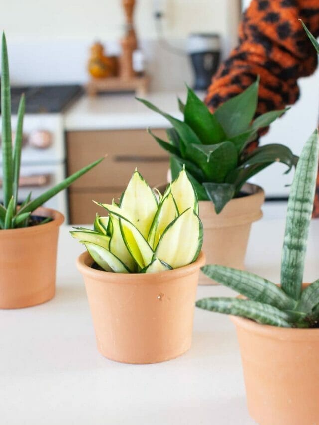 5 Must-Have Snake Plants + Care Tips