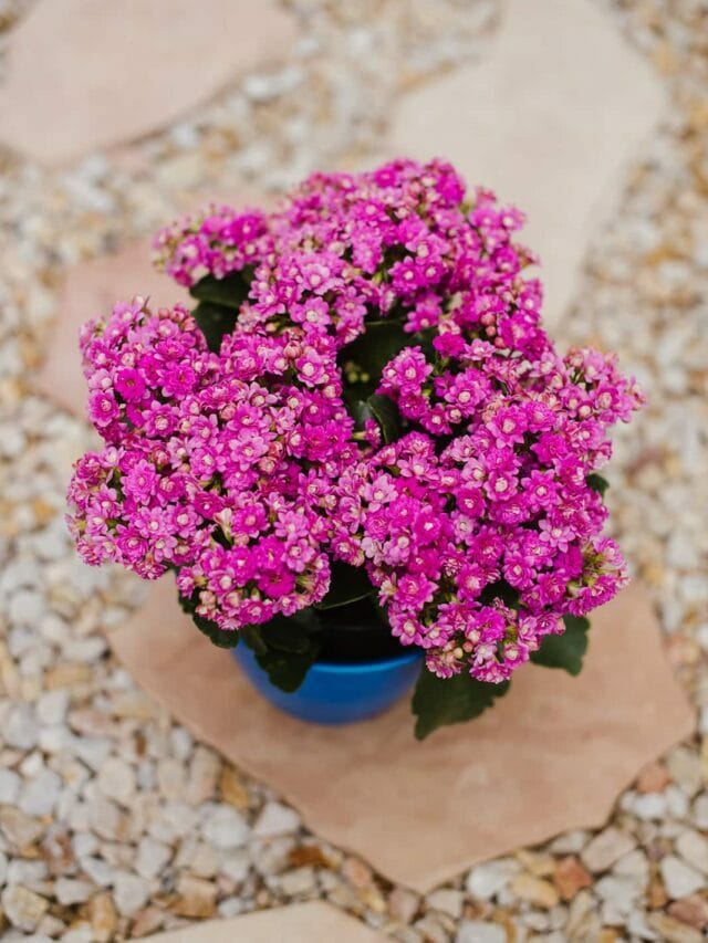 Answering Your FAQs About Flowering Kalanchoes