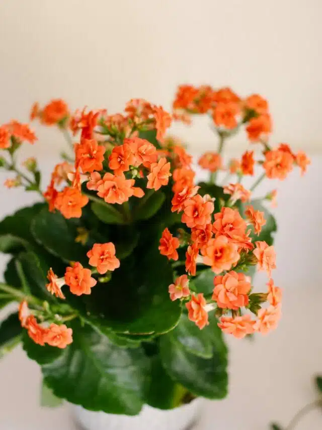 Kalanchoe Care Tips Indoors & Outdoors