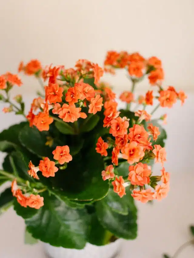 cropped-kalanchoe-IMG_0298.jpg