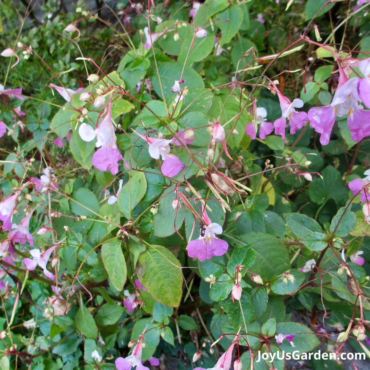 close up photo pink Impatiens balfourii some are going to seed