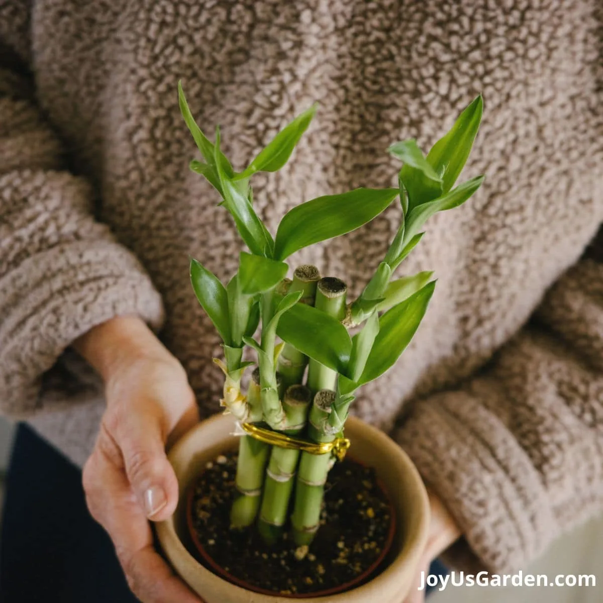 nell foster in tan sweater holding lucky bamboo that is growing in soil