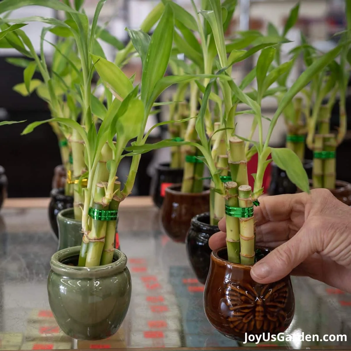 hand holding small lucky bamboo in brown pot with butterfly design surrounded by other small lucky bamboo stalks in water in pot