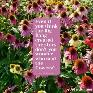 Plant Quotes That Inspire & Spark A Feeling Of Joy