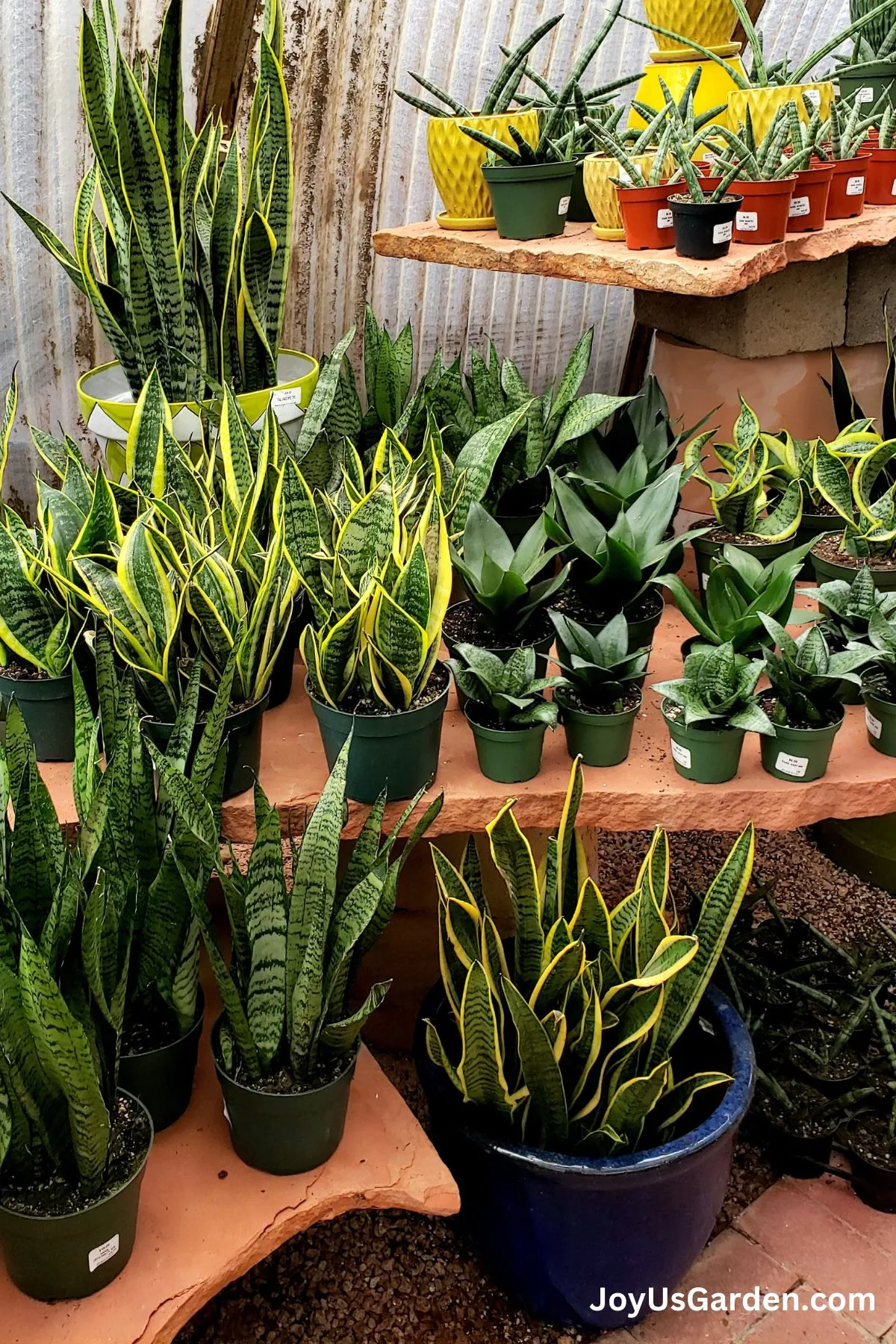 A large display of Snake Plants sitting on flagstone shelves at Berridge's Plant Nursery.