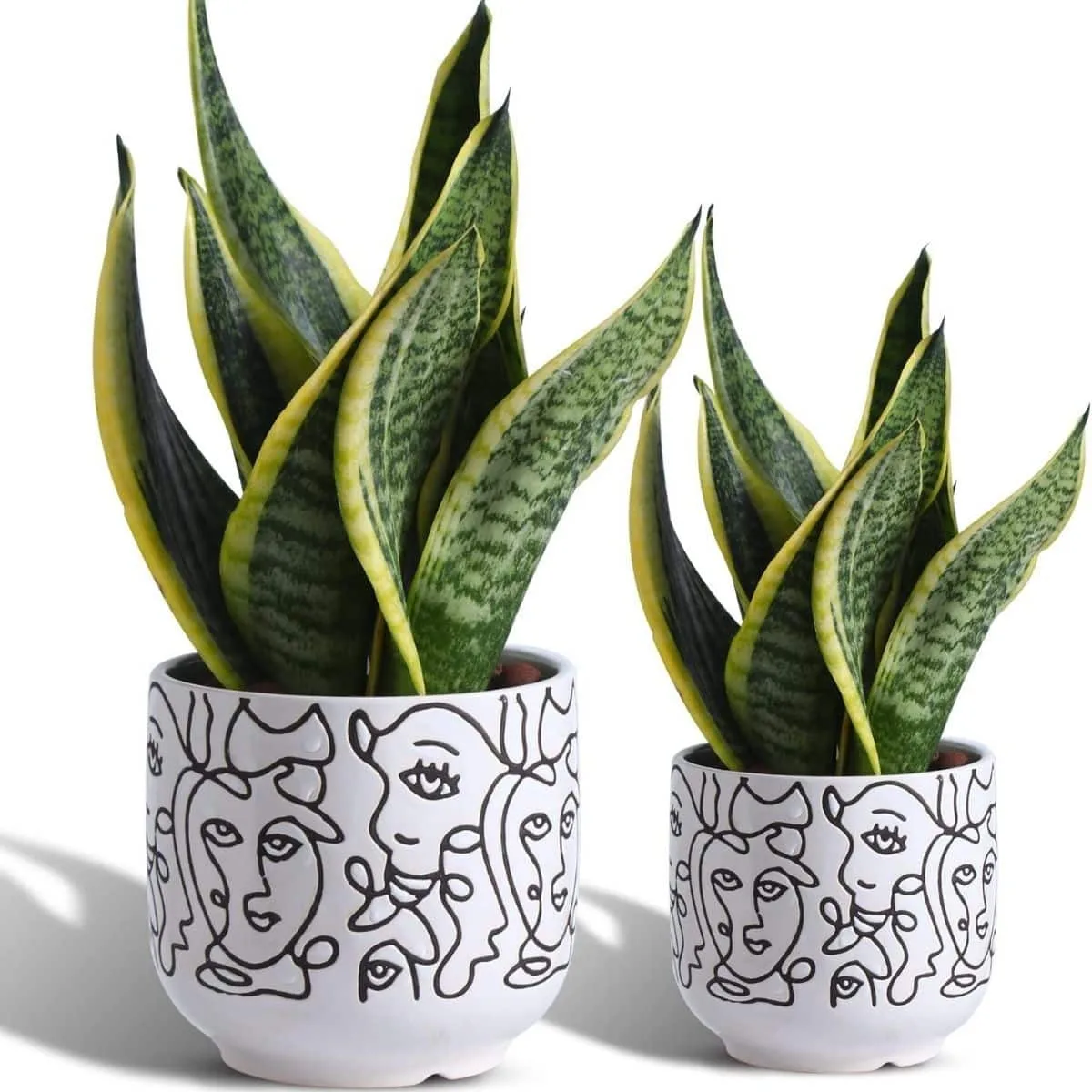 Two pack face pot planter with snake plants potted inside black & white container from Amazon. 