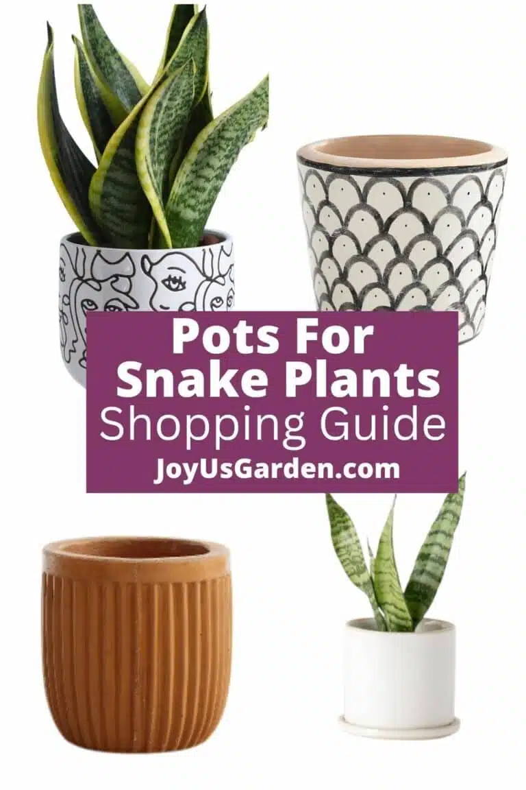 Collage of snake plant pots text reads Pots For Snake Plants shopping guide joyusgarden.com