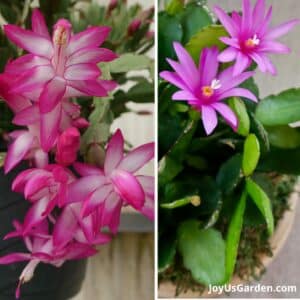 Easter Cactus (Spring Cactus) Care Guide 2024