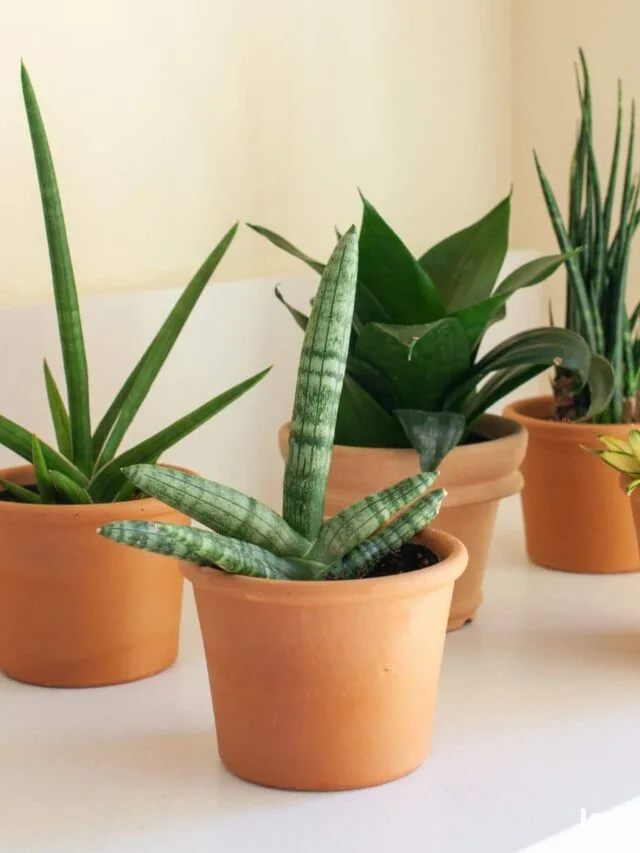 cropped-snake-plants-for-small-pots.jpg