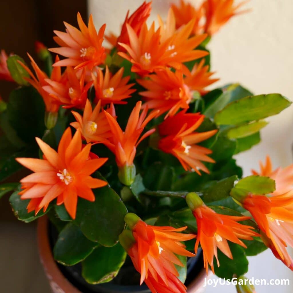 Easter Cactus (Spring Cactus) Care Guide 2024