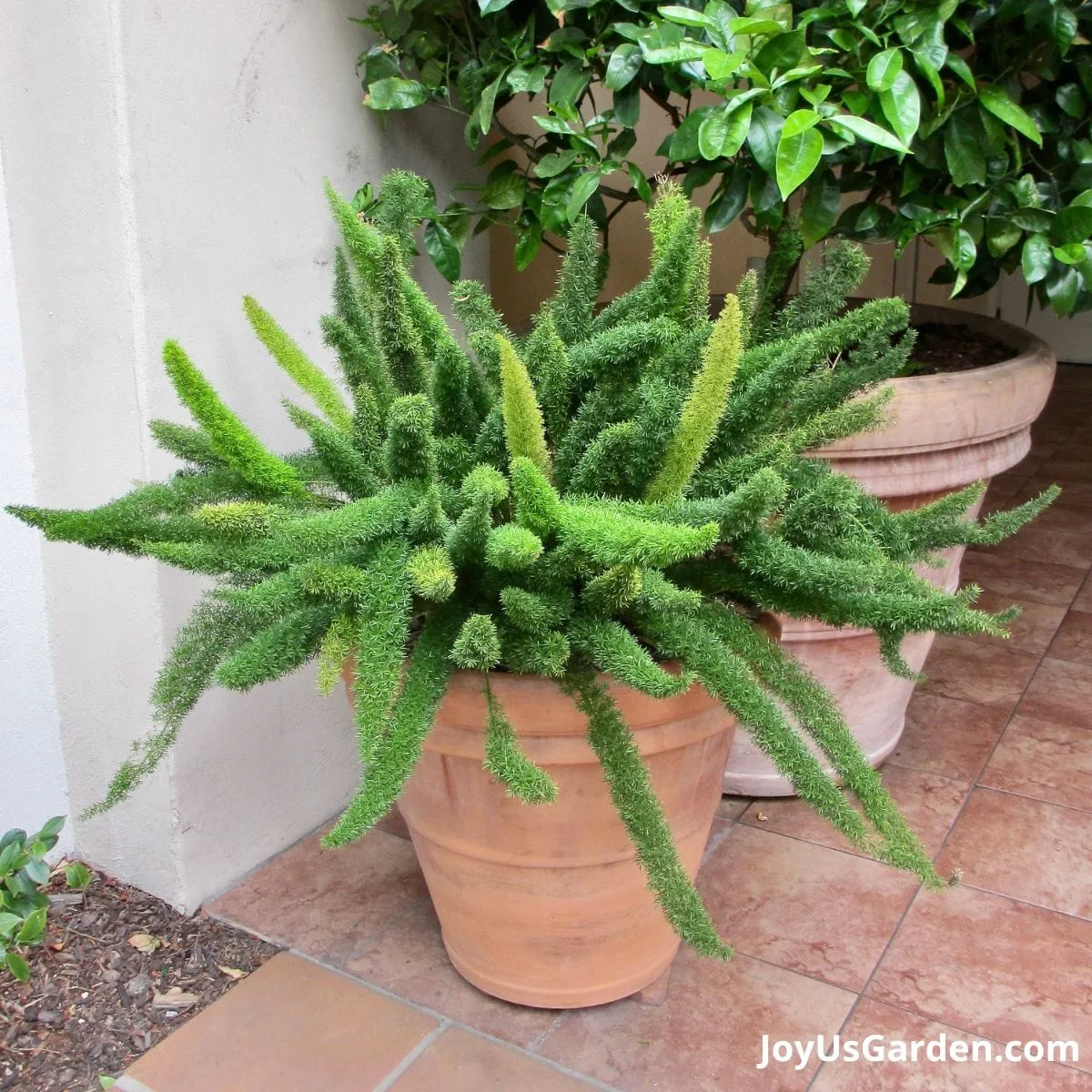 foxtail fern growing in a clay-colored container, tree in pot in the background