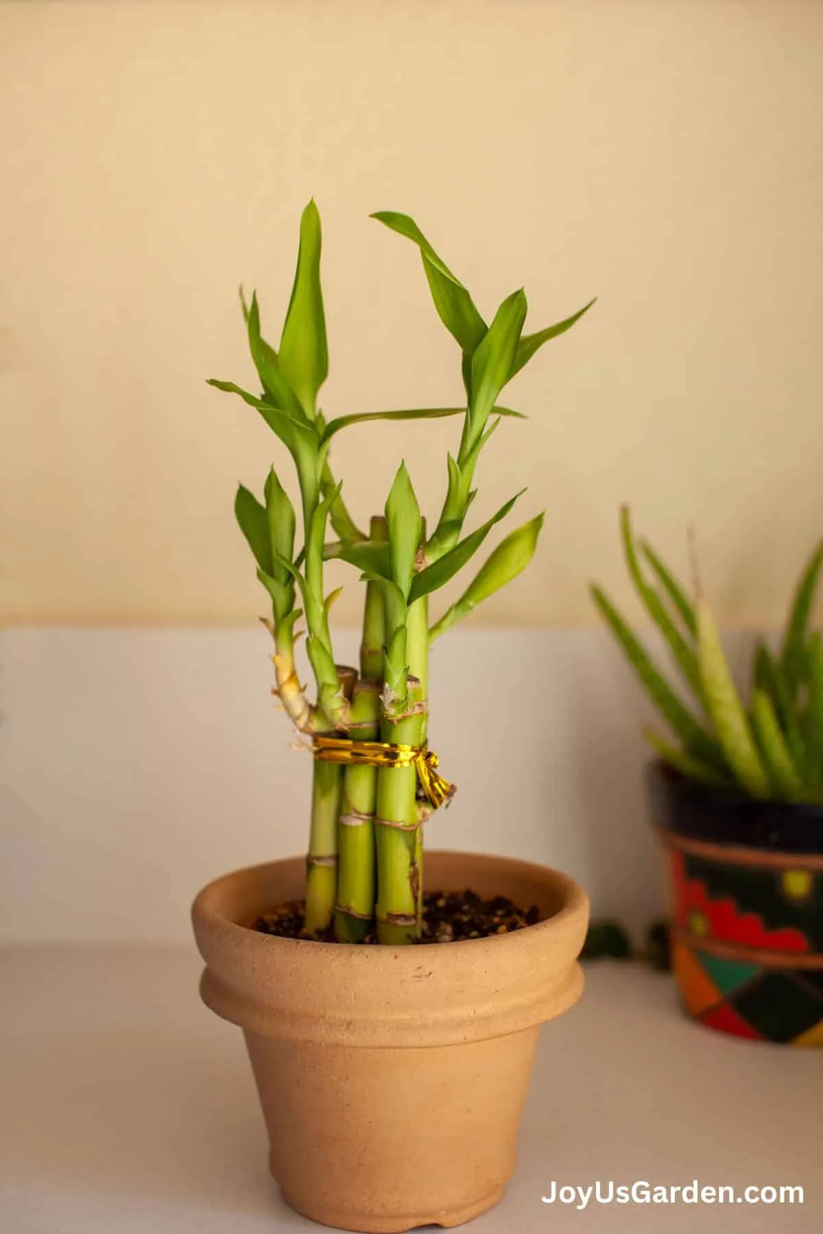 a small lucky bamboo growing in soil in clay pot