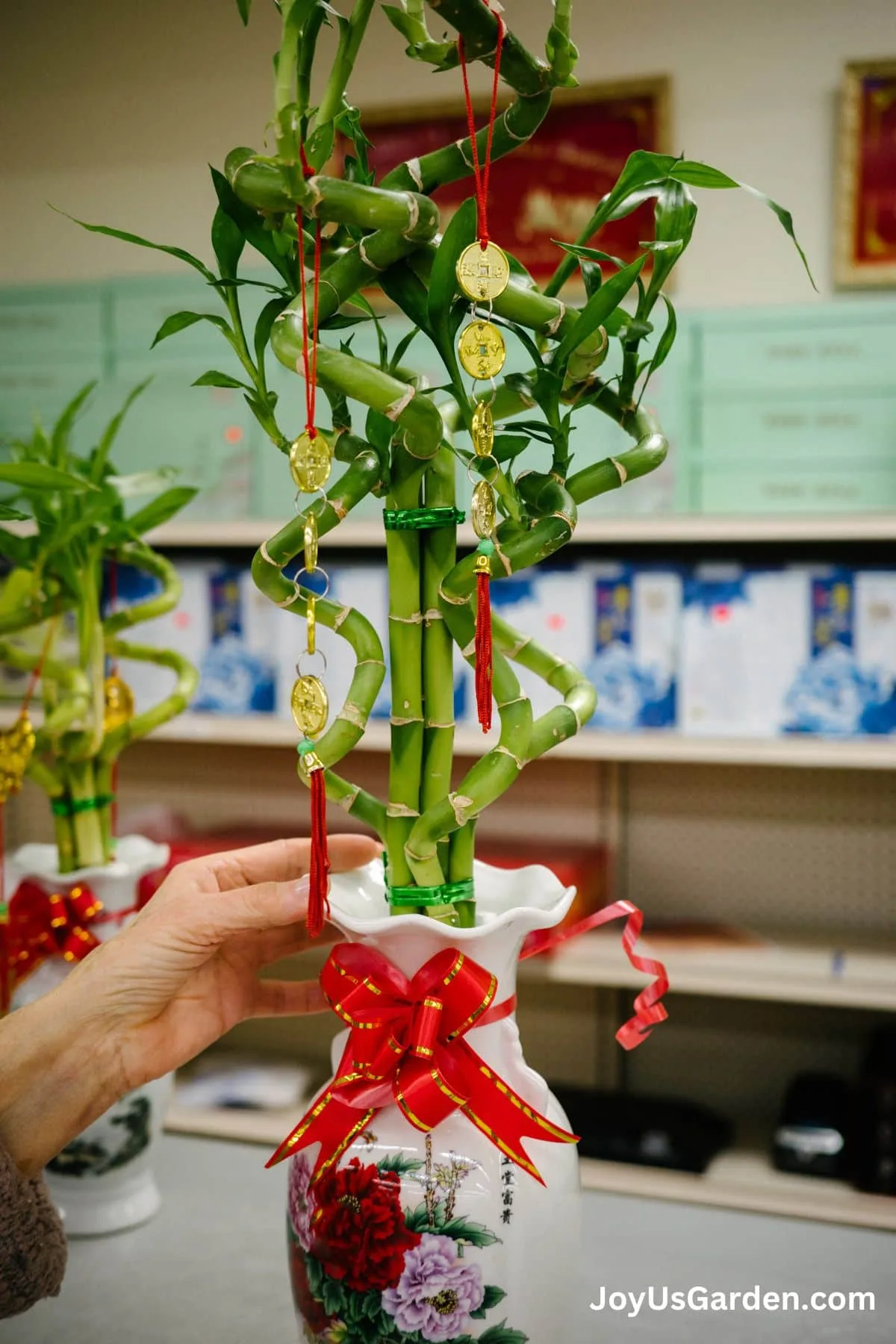 woman hand shown holding a vase with spiral Lucky bamboo stalks growing in decorative case with ribbons in water in a supermarket