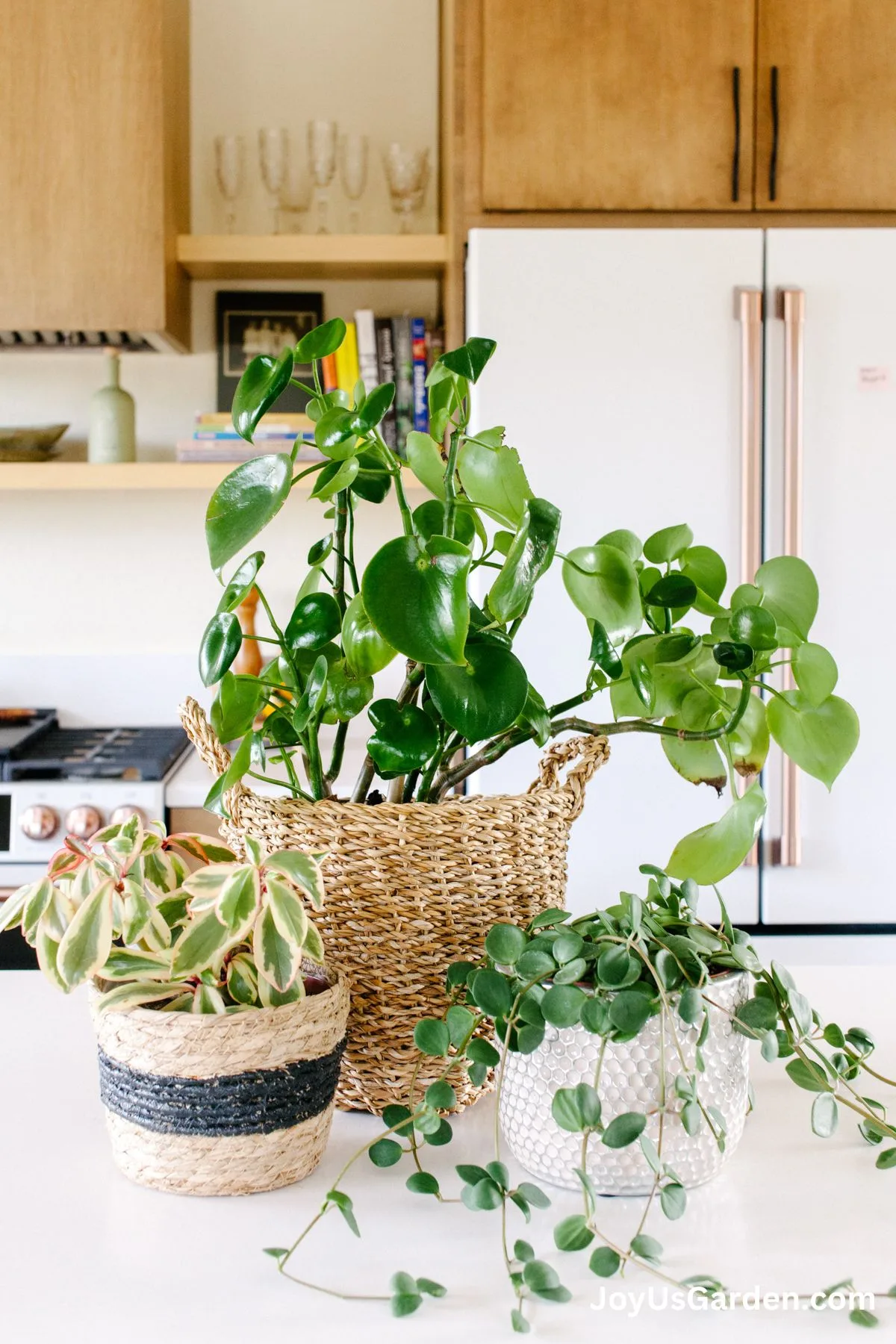 rainbow tricolor peperomia variegata, raindrop peperomia, and peperomia hope on kitchen counter in bright room