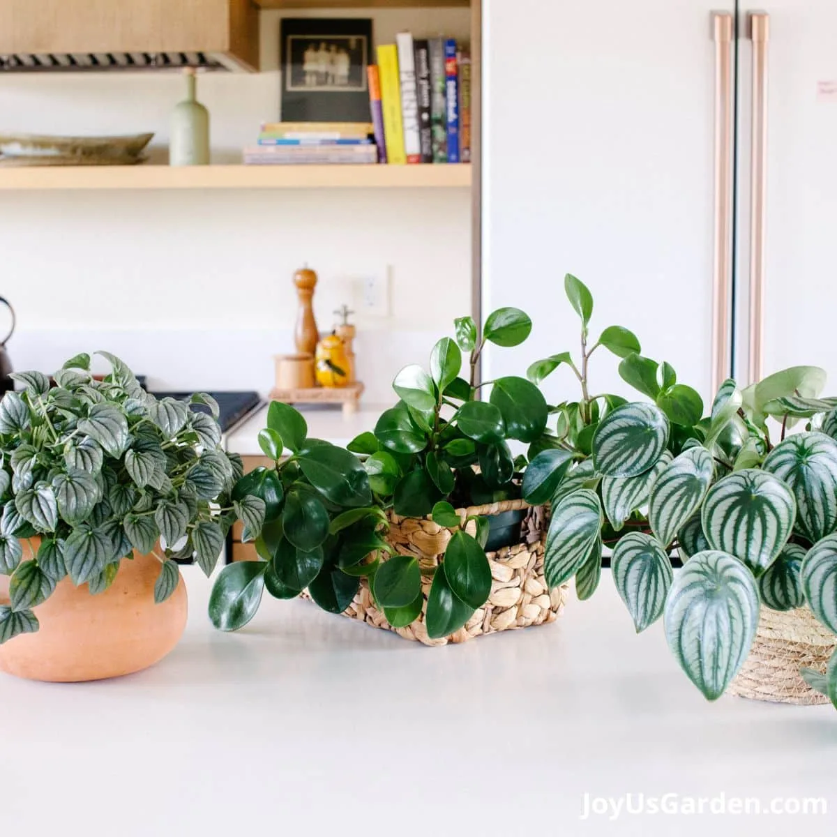 3 peperomias shown on kitchen counter; ripple peperomia, baby rubber plant, and watermelon peperomia