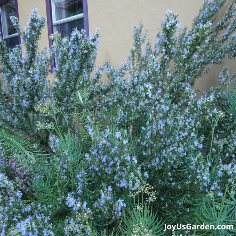 Rosemary growing outdoors, with beautiful blue shade of blooms. 