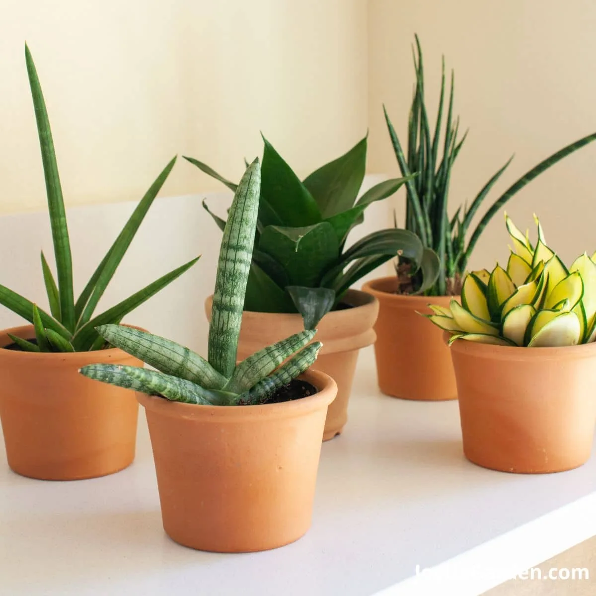 Five snake different varieties of snake plants growing in clay pots sit on shelf in bright room.