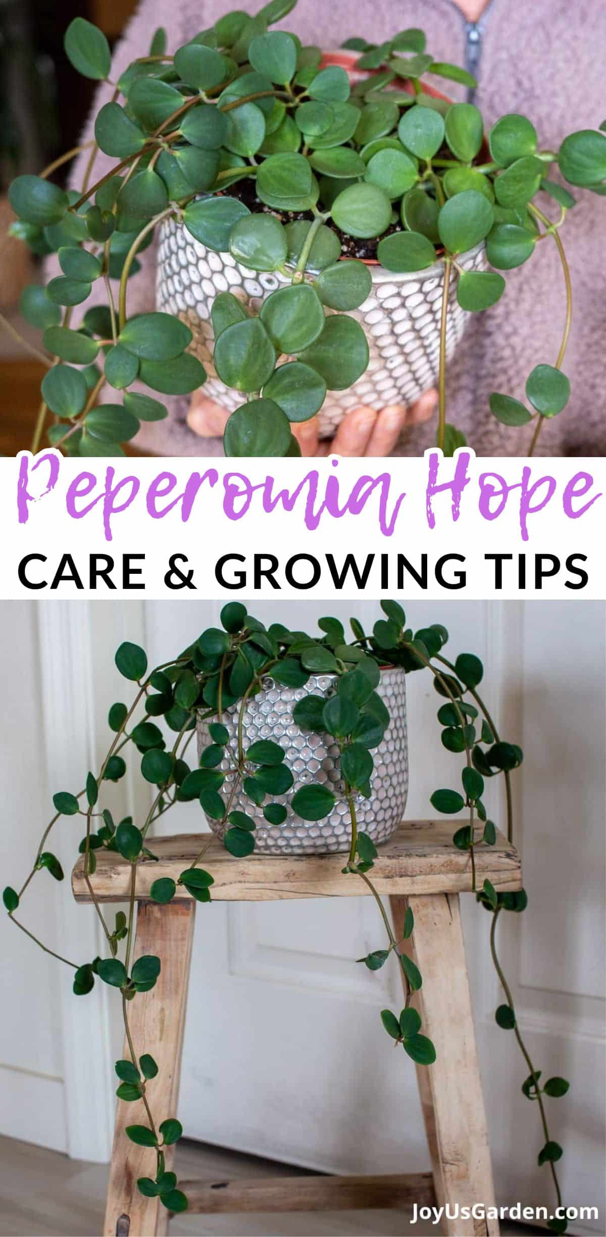 Peperomia Hope: A Complete Plant Care & Growing Guide