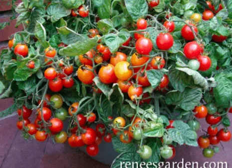 Little bites tomatoes potato plants. 