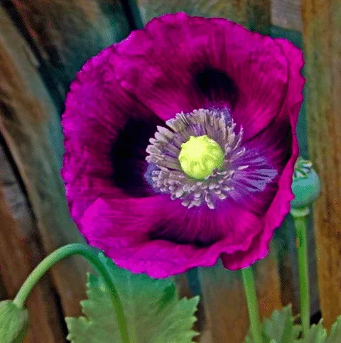 Big bloom on a purple poppy. 