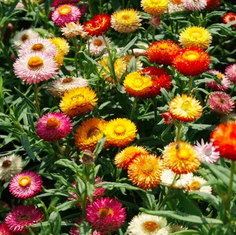 Muticolor strawflowers. 