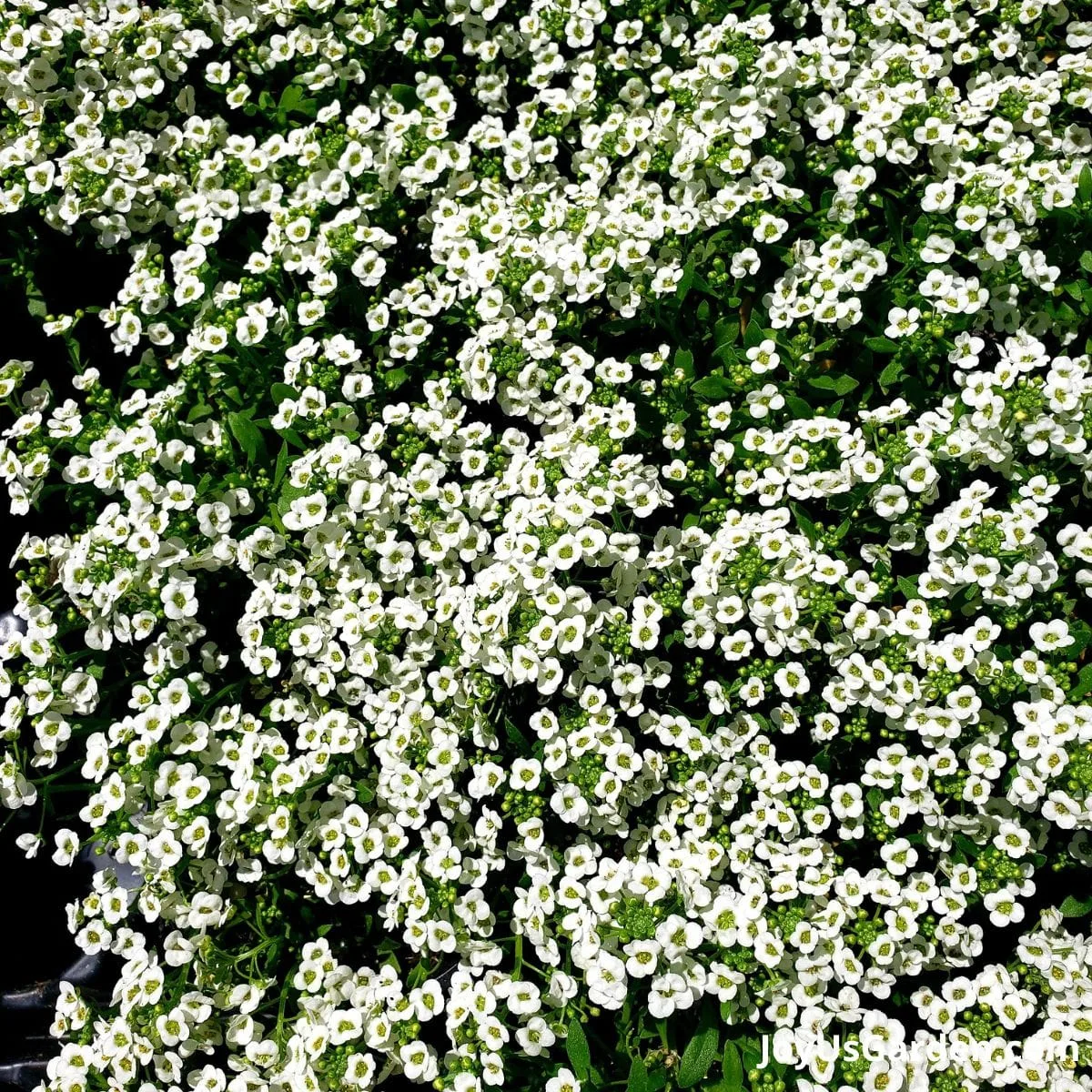 White sweet alyssum in bloom. 