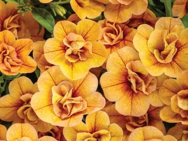 Close up of flowers on orange Calibrachoa.