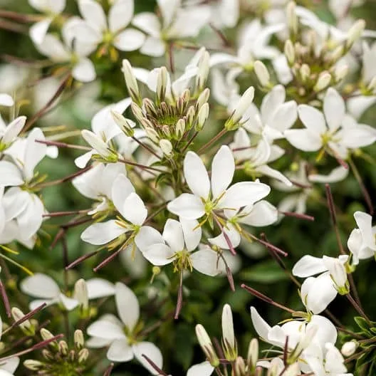 White flowers on a Cleome. 