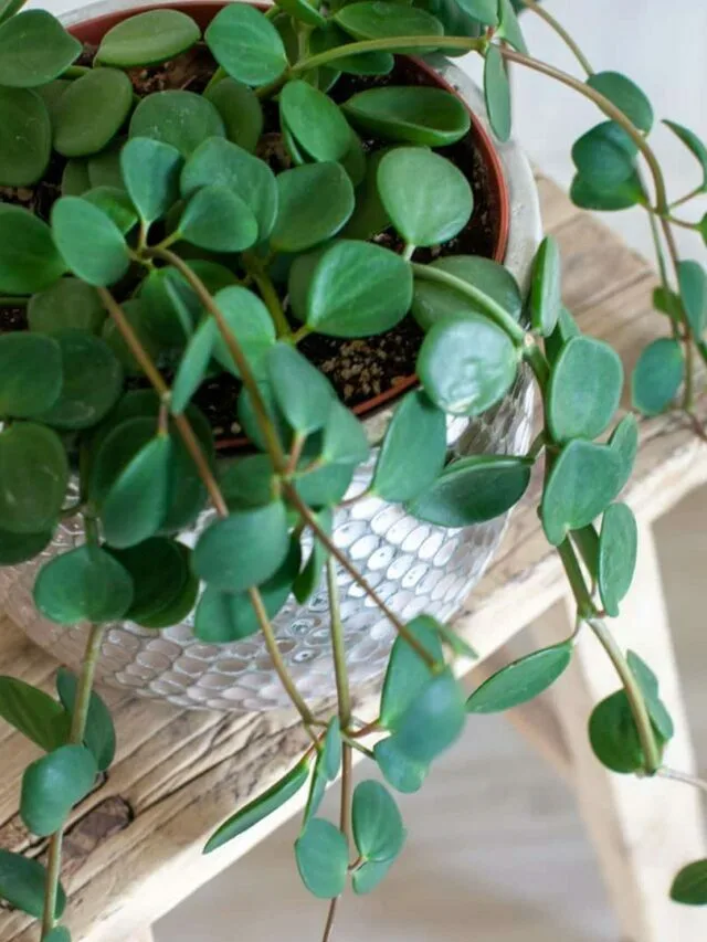 Peperomia Hope: A Beginner’s Guide to Growing Peperomia Hope in Any Home