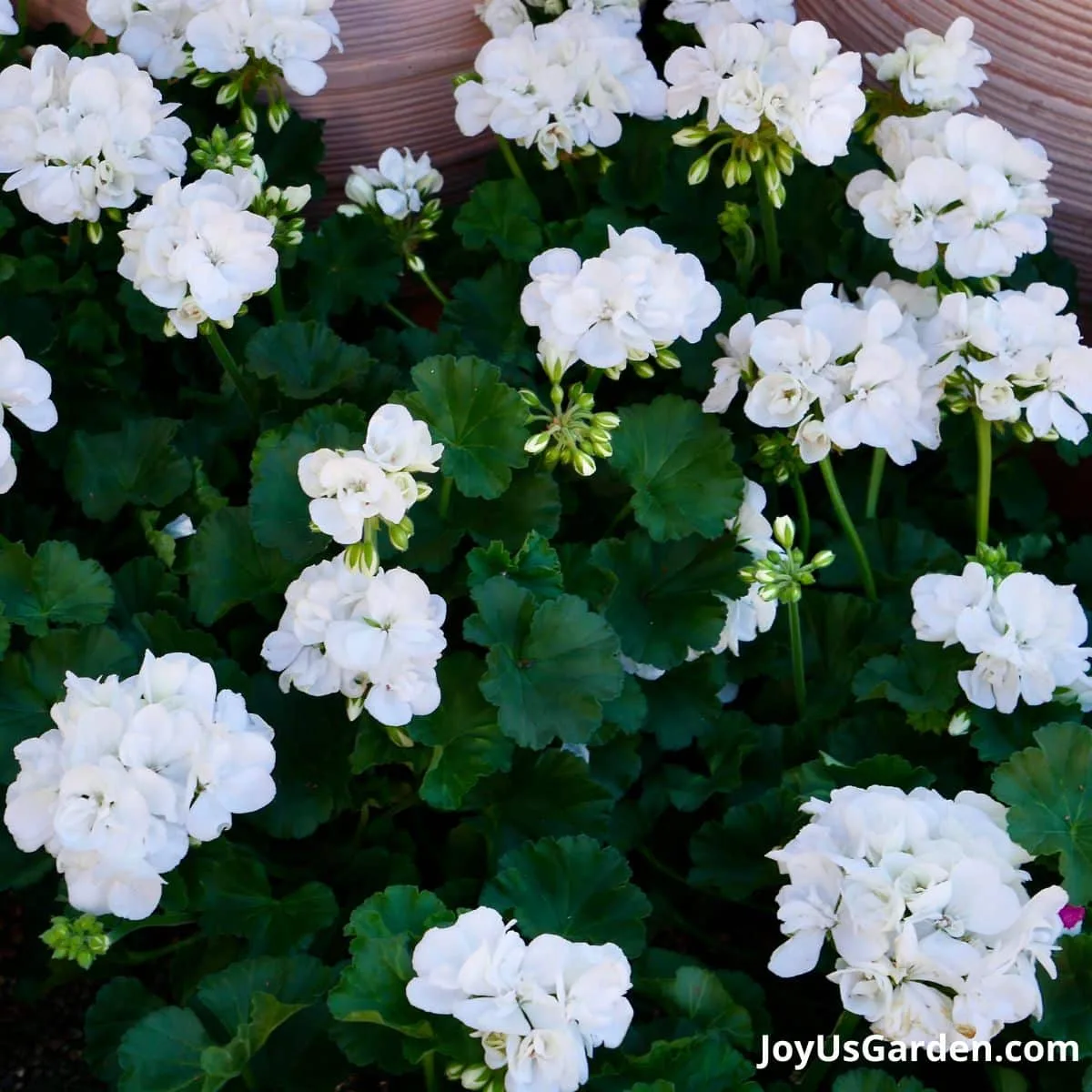 White geraniums in bloom.