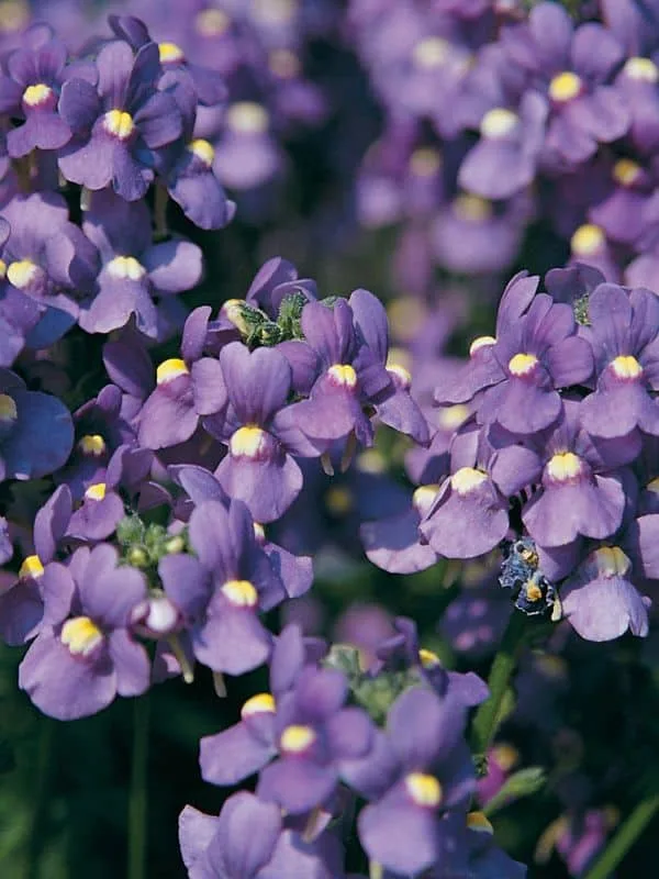 Purple flowers on Nemesia. 