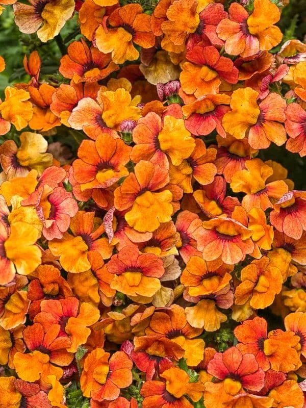 Orange flowers on a Nemesia. 