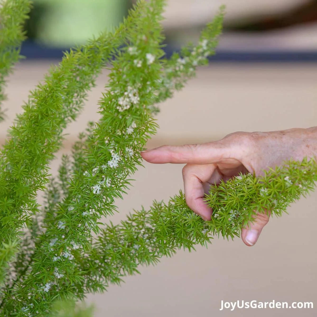 Foxtail fern in flower, finger pointing at flowers.