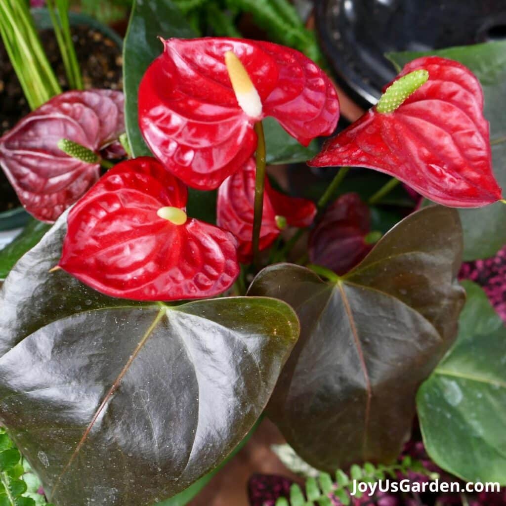 A red anthurium grows in a plant nursery.