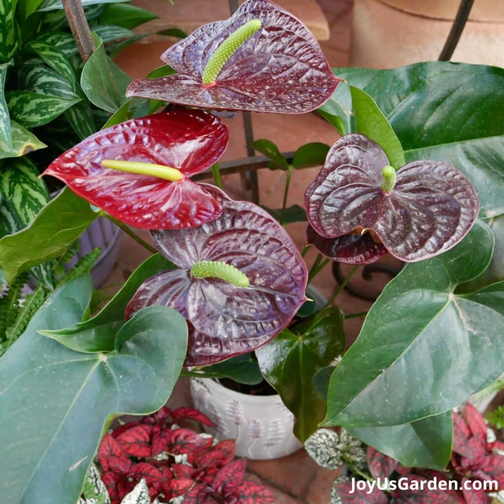 A red anthurium grows in a plant nursery.