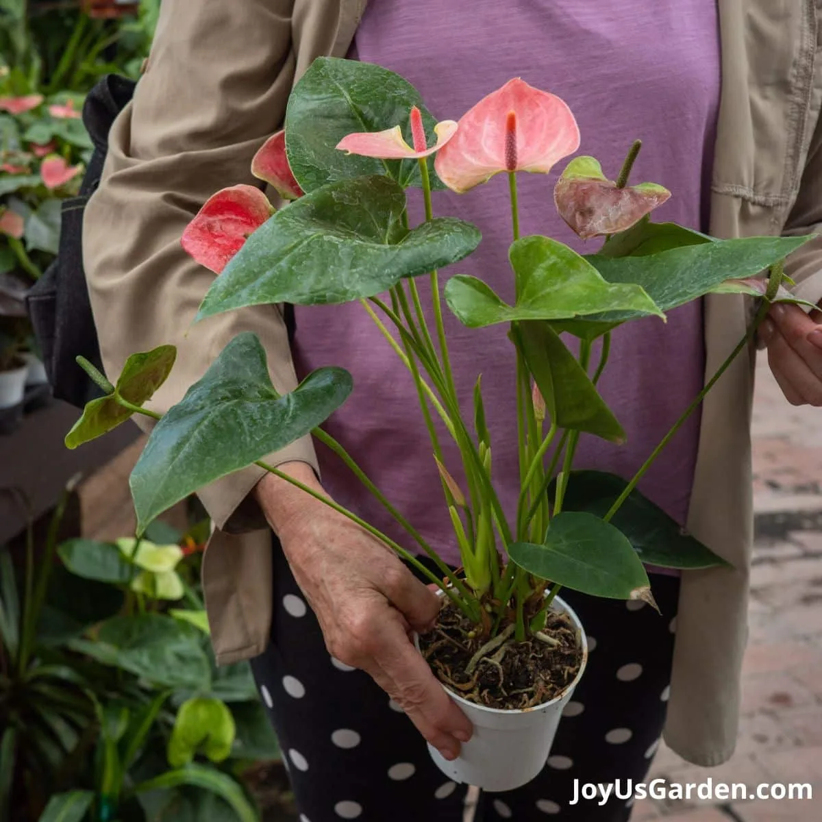 Nell Foster holding an anthurium with red flowers growing in a nursery. 