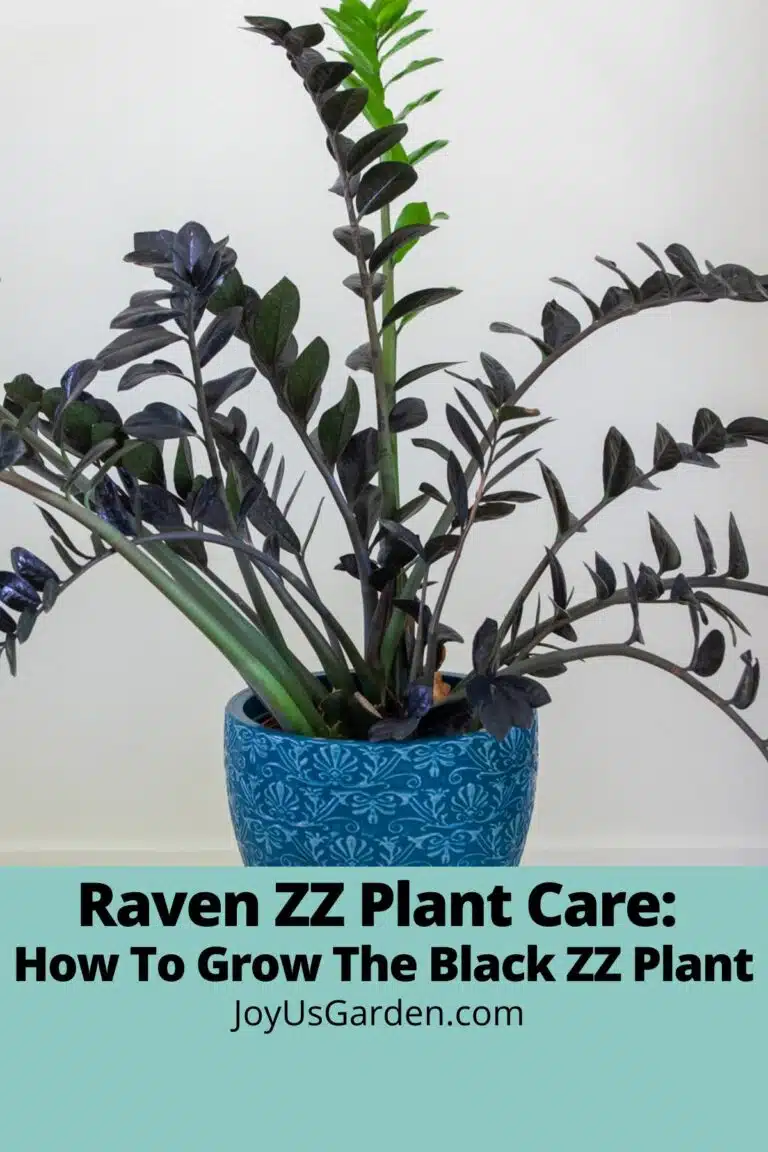 Lead photo of Raven ZZ Plant growing in blue pot text reads Raven ZZ Plant Care: How To Grow The Black ZZ Plant joyusgarden.com