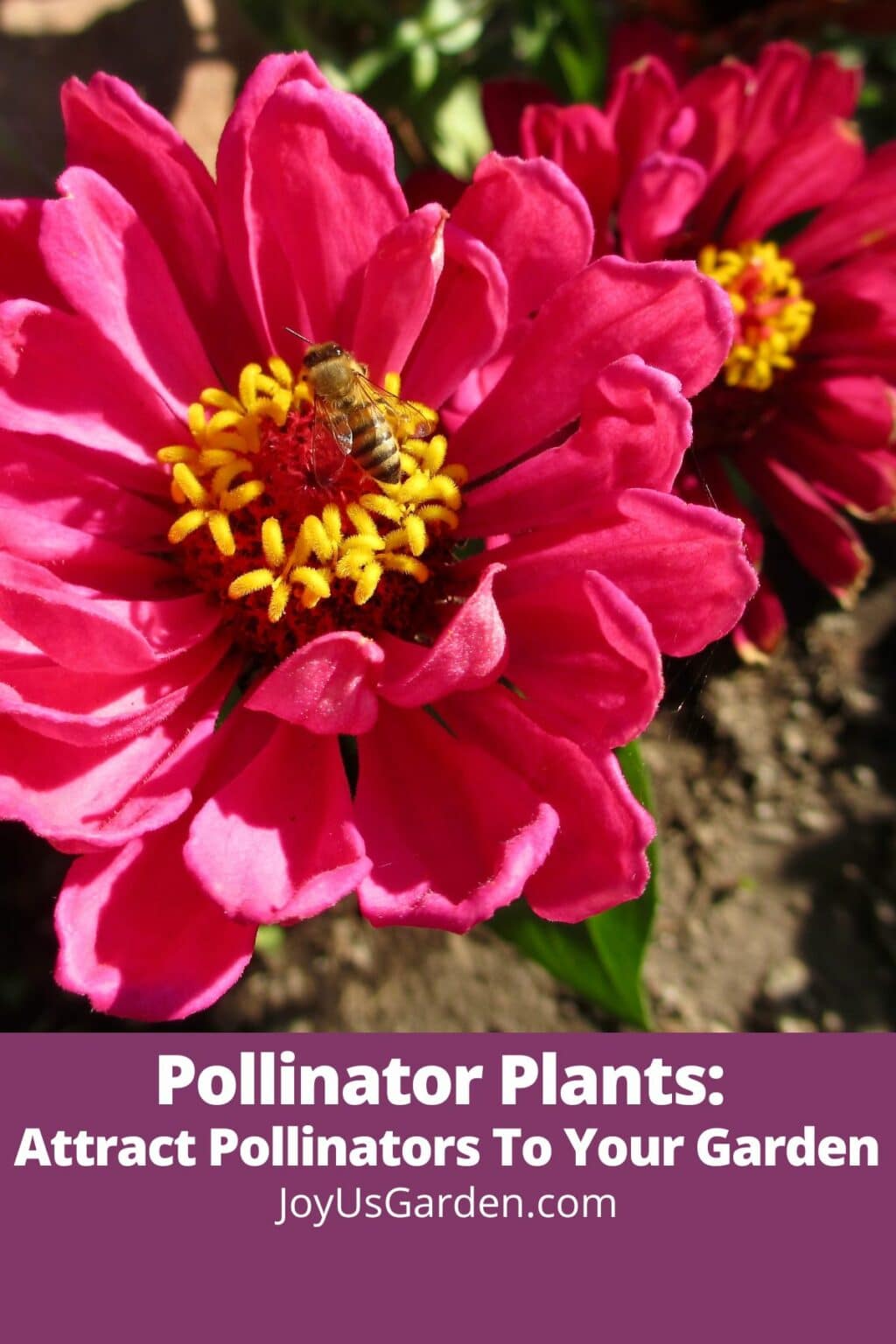 Pollinator Plants Attract Pollinators To Your Garden 6552