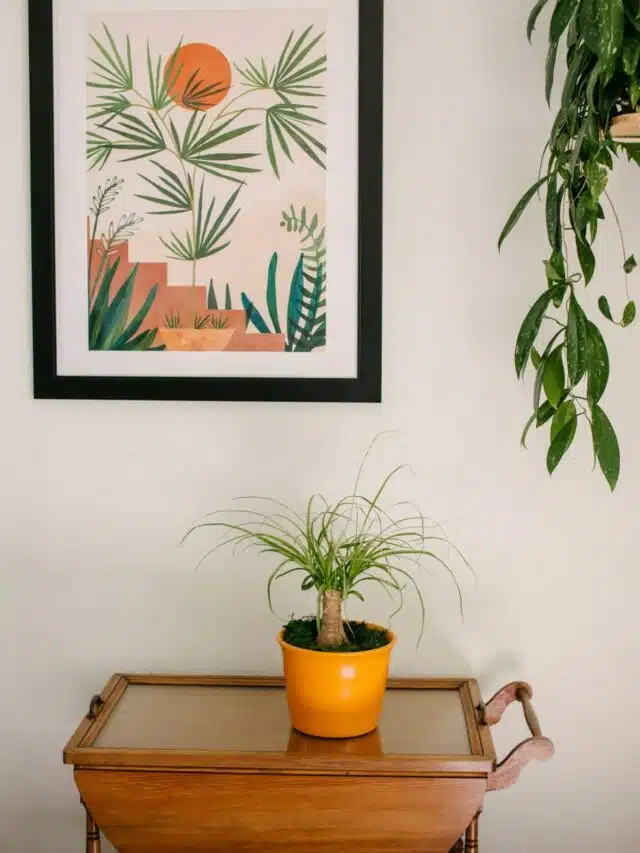 Growing A Ponytail Palm Indoors