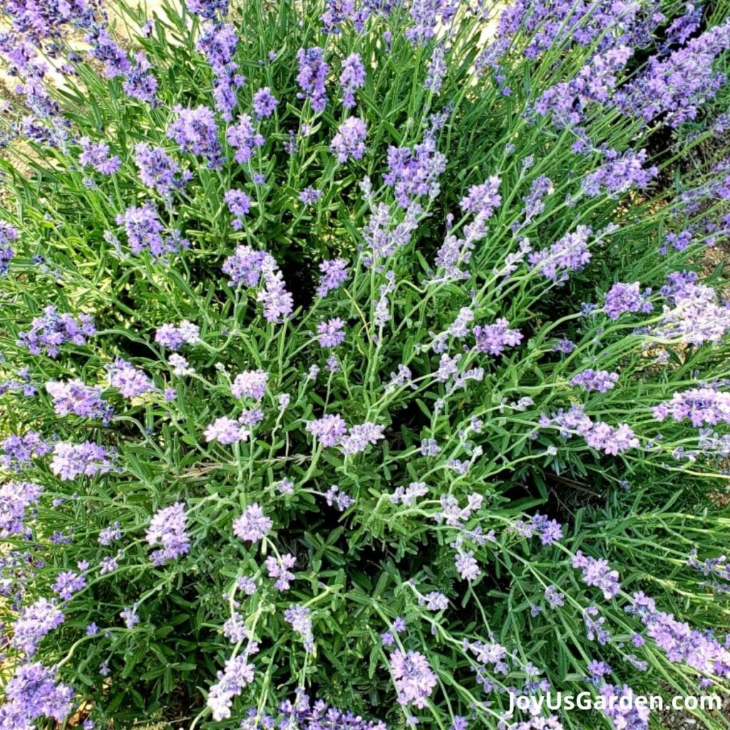 Looking down on a lavender plant with many flowers.