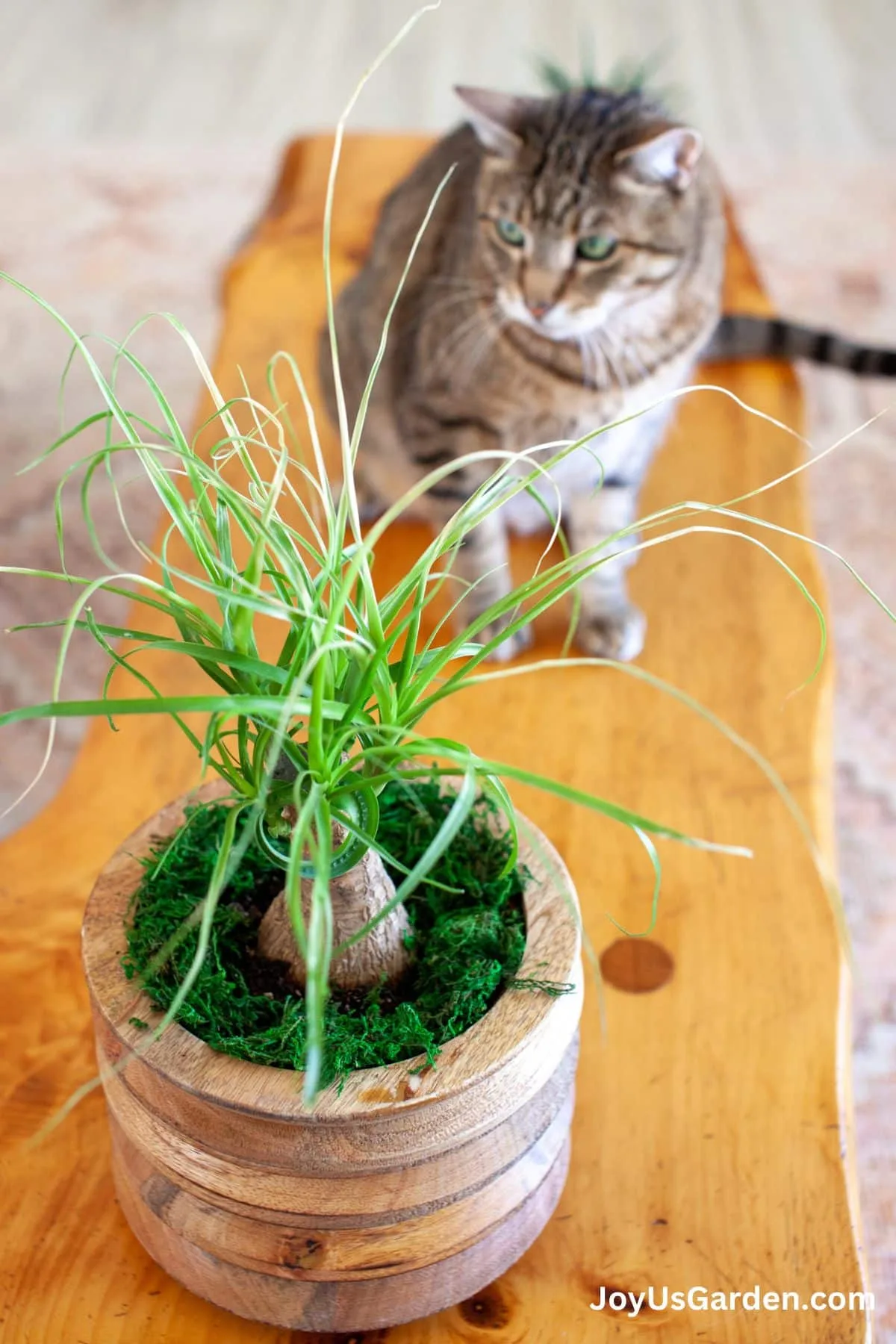 Ponytail palm growing in mango wood pot sitting on wood bench cat in background looking at it. 