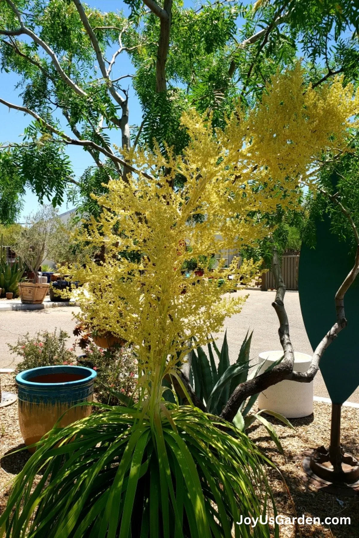 Ponytail Palm with an inflorescence flower stalk in bloom. 