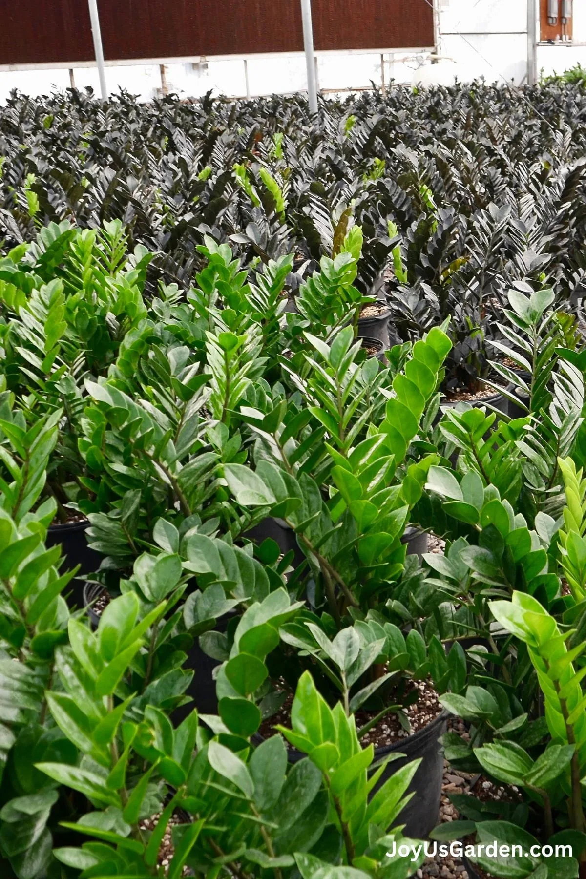 Rows of ZZ Plants growing in a plant nursery, raven zz plant and green common zz plant. 